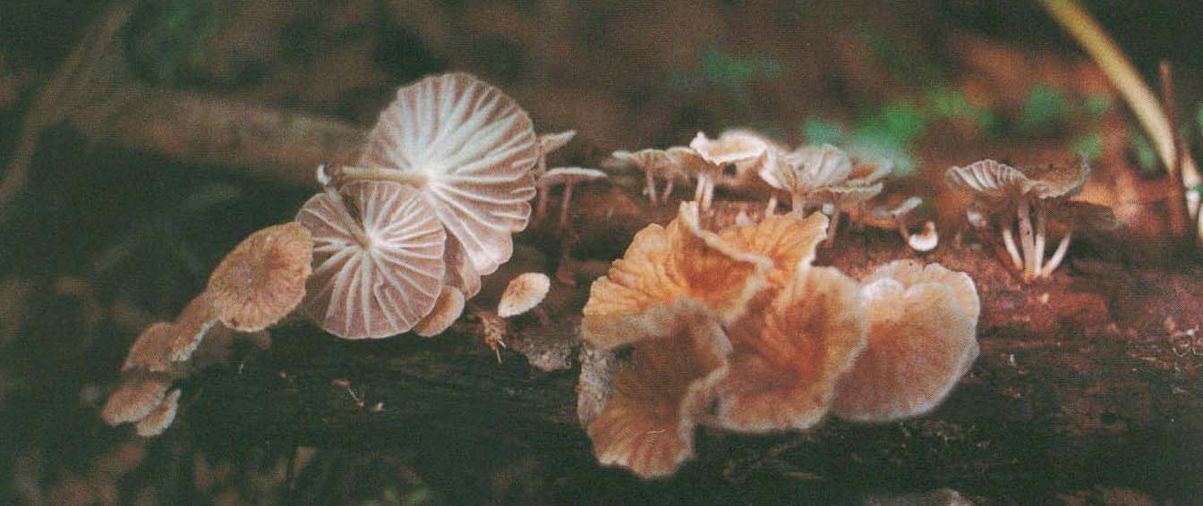 Marasmius maximus Hongo